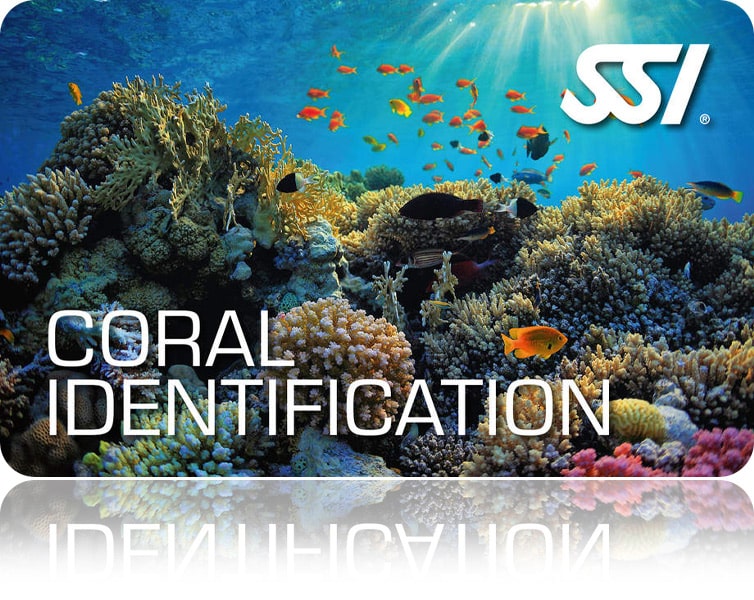 Zertifitierungskarte SSI Coral Identification