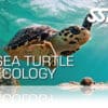 Zertifitierungskarte SSI Sea Turtle Ecology