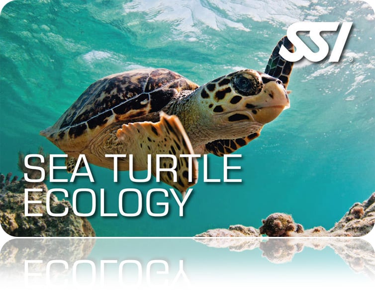 Zertifitierungskarte SSI Sea Turtle Ecology